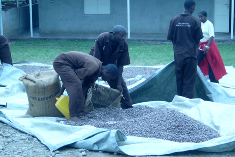 Cocoa processing